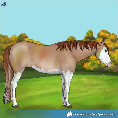 Horse Color:Red Dun Splash  and Red Dun Splash 