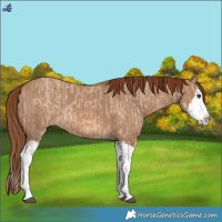 Horse Color:Red Dun Splash and Red Dun Splash