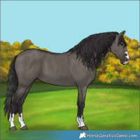 Horse Color:Smoky Grullo 