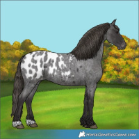 Horse Color:Smoky Blue Roan Appaloosa 
