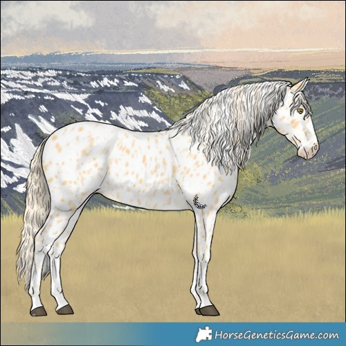 Horse Color:Palomino Near Leopard  and Palomino Near Leopard 