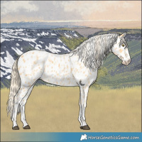 Horse Color:Palomino Near Leopard  and Palomino Near Leopard 