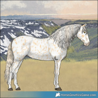 Horse Color:Palomino Near Leopard  and Palomino Near Leopard 