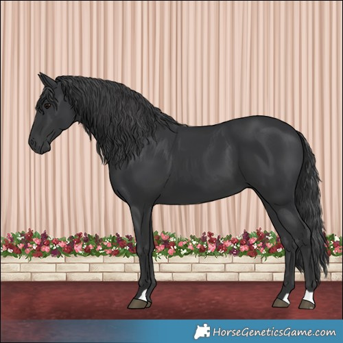 Horse Color:Black 