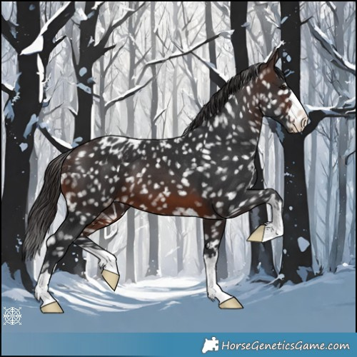 Horse Color:Brown Appaloosa 