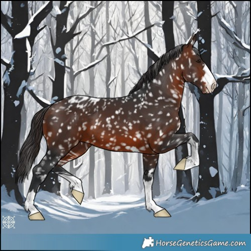 Horse Color:Brown Appaloosa