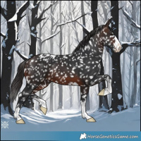 Horse Color:Brown Appaloosa 