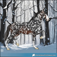 Horse Color:Brown Appaloosa 