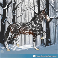 Horse Color:Brown Blanket 