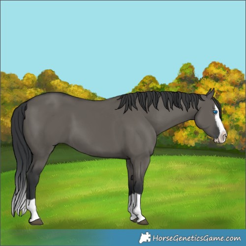 Horse Color:Grullo Splash 