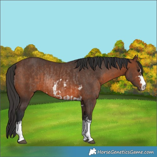 Horse Color:Brown Rabicano  and Brown Rabicano 