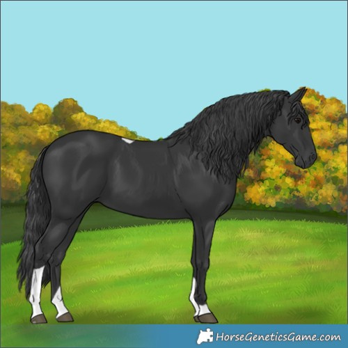 Horse Color:Black Tobiano 