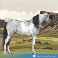 Horse Color:Grullo Roan Tobiano 