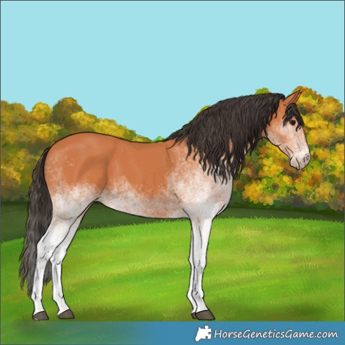 Horse Color:White Spotted Bay 