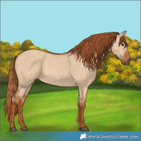 Horse Color:Red Dun 