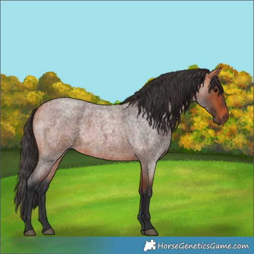 Horse Color:Bay Roan 