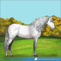 Horse Color:Gray Bay 