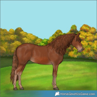 Horse Color:Chestnut Rabicano 