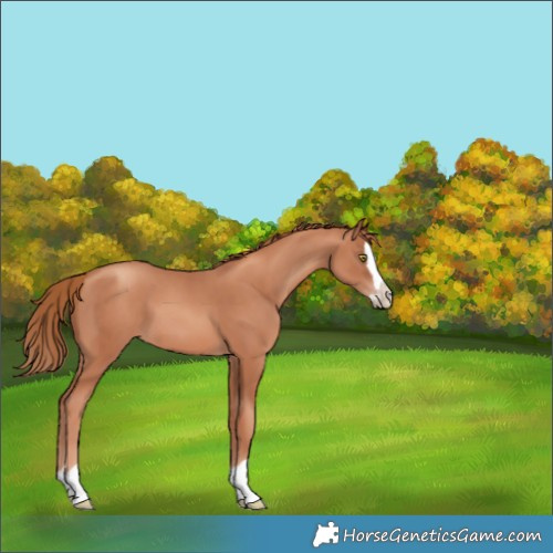 Horse Color:Gold Champagne Splash 