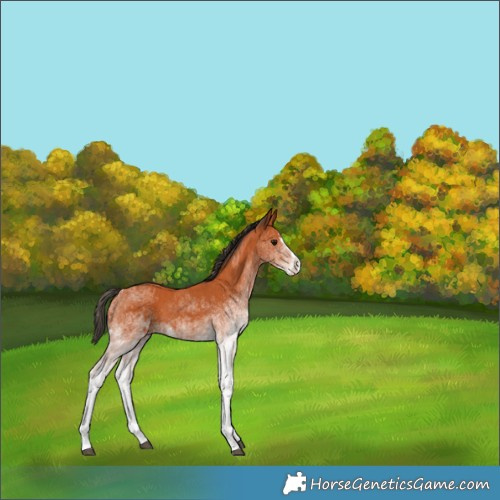 Horse Color:White Spotted Bay Splash  and White Spotted Bay Splash 