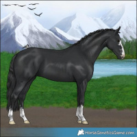 Horse Color:Black and Black