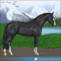 Horse Color:Black  and Black 