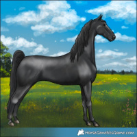 Horse Color:Black  and Black Rabicano 