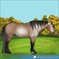 Horse Color:Gray Bay Dun 