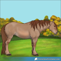 Horse Color:Red Dun