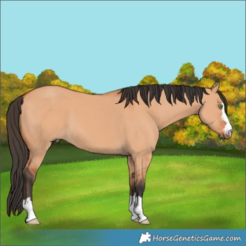 Horse Color:Bay Dun 