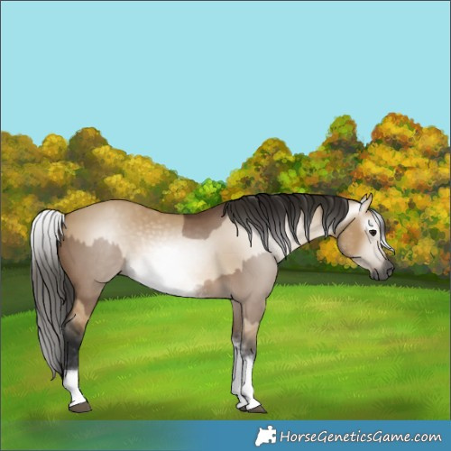 Horse Color:Gray White Spotted Bay Dun Rabicano  and Gray White Spotted Buckskin Dun Rabicano 