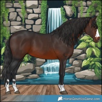 Horse Color:Brown 