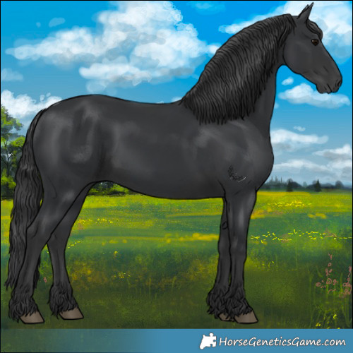 Horse Color:Black 