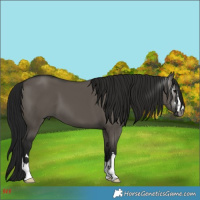 Horse Color:Gray Grullo 