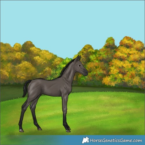 Horse Color:Gray Grullo 