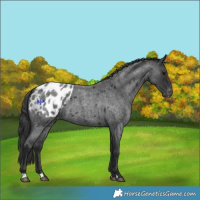 Horse Color:Blue Roan Appaloosa 