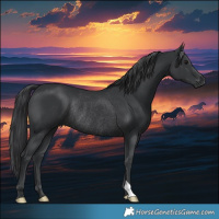 Horse Color:Black Rabicano 