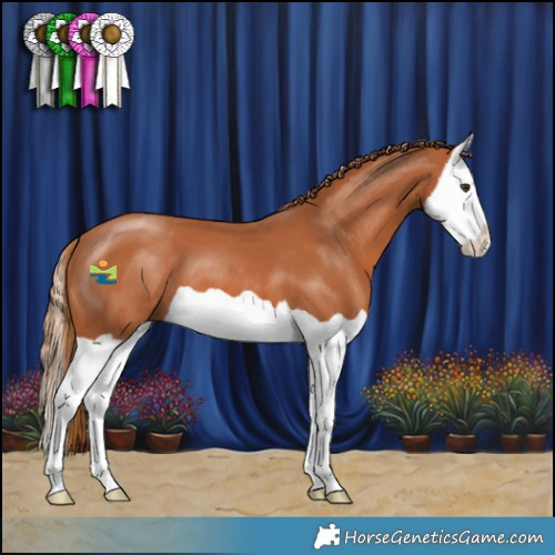Horse Color:Chestnut Splash 