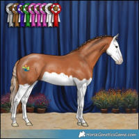 Horse Color:Chestnut Splash