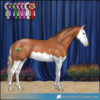 Horse Color:Chestnut Splash