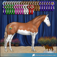 Horse Color:Chestnut Splash