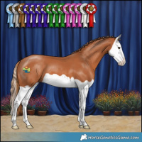 Horse Color:Chestnut Splash 