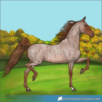 Horse Color:Red Roan 
