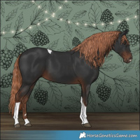 Horse Color:Liver Chestnut Tobiano 