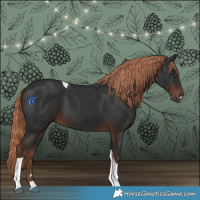 Horse Color:Liver Chestnut Tobiano 