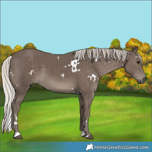 Horse Color:White Spotted Silver Black 