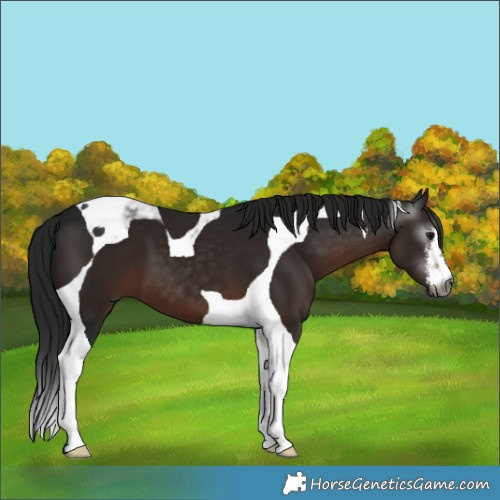 Horse Color:Gray White Spotted Brown Tobiano