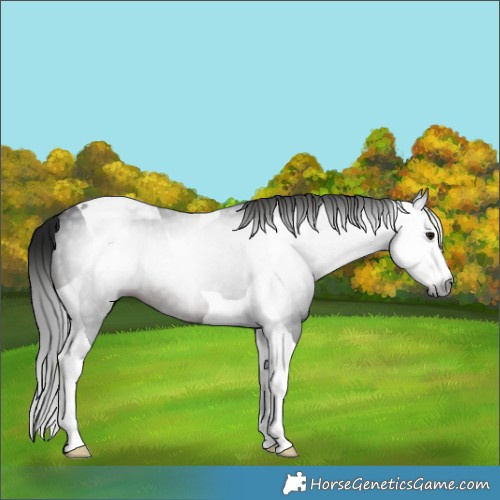 Horse Color:Gray White Spotted Brown Tobiano 