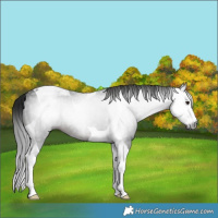 Horse Color:Gray White Spotted Brown Tobiano