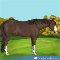 Horse Color:Liver Chestnut